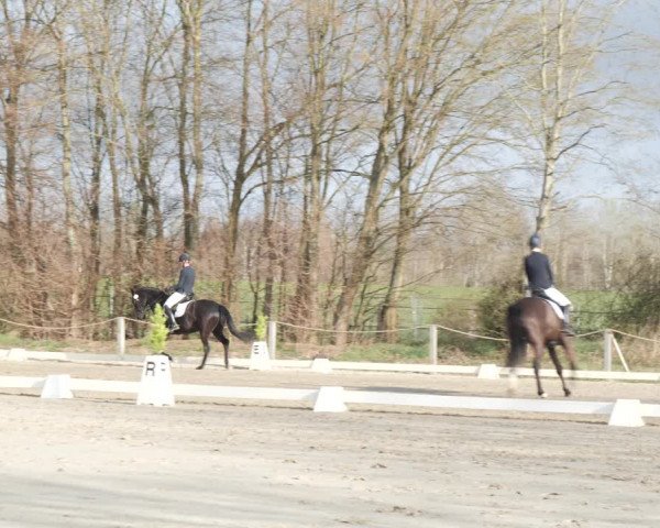 Reitturnier Scharnebeck 2021