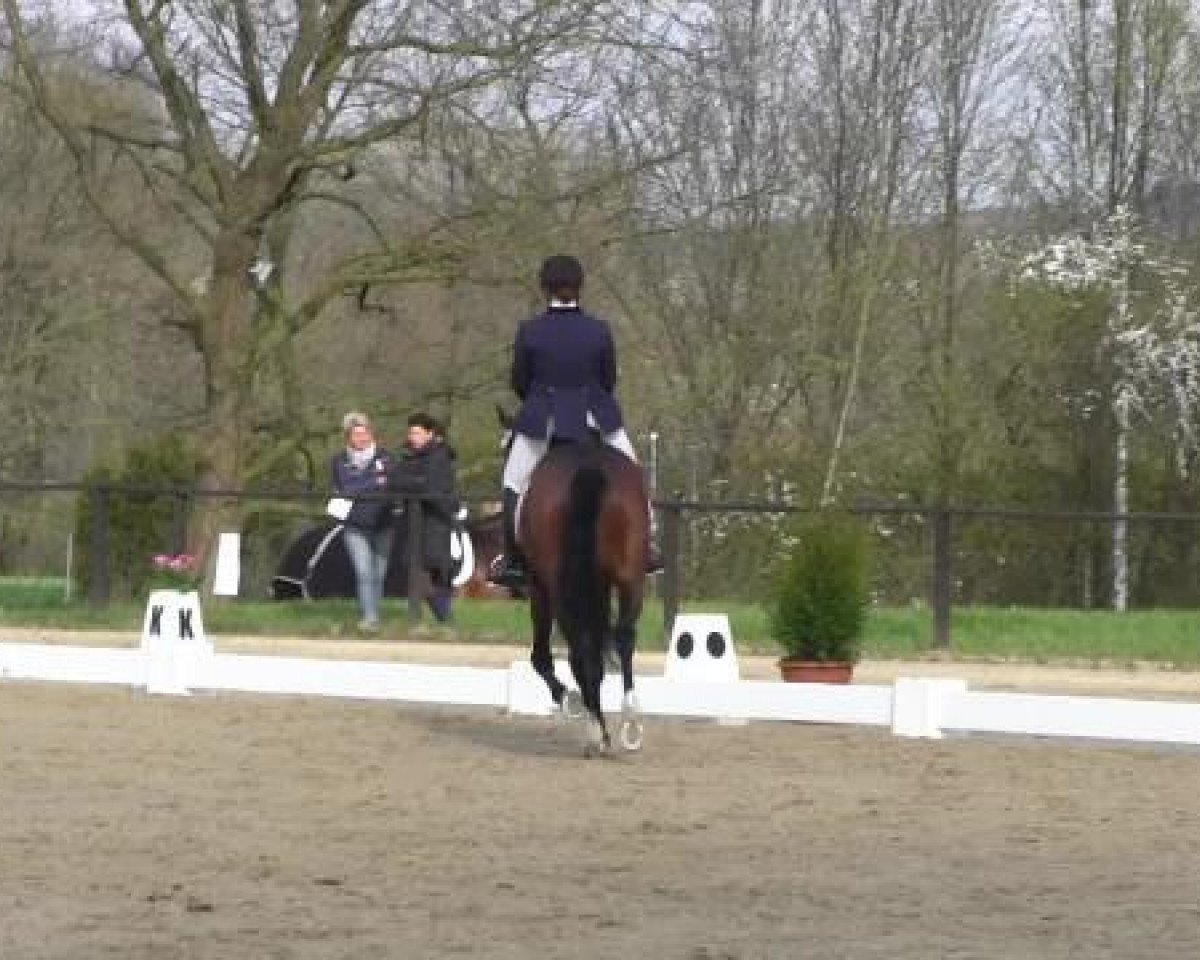 stallion Bel azur -Go (Trakehner, 2010, from Insterburg TSF)