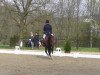 Deckhengst Bel azur -Go (Trakehner, 2010, von Insterburg TSF)