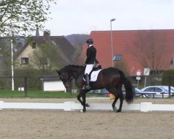 dressage horse Leroi de Charry (Hanoverian, 2010, from Lesodoro)