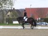 dressage horse Leroi de Charry (Hanoverian, 2010, from Lesodoro)