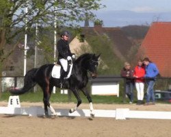 dressage horse Fayyah H (Westphalian, 2009, from Filius Bedo)