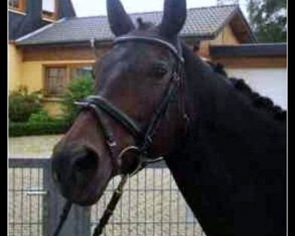 horse Maira 8 (Westphalian, 1996, from Mailänder)