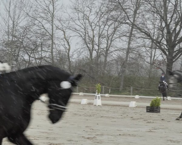 Reitturnier Scharnebeck 2021