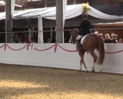 dressage horse Lemon Tree HP (Hanoverian, 2009, from Laurentio)