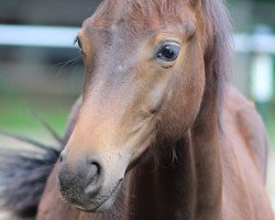 broodmare Gritt´s Fürstin AK (Oldenburg, 2013, from Fürst Romancier)