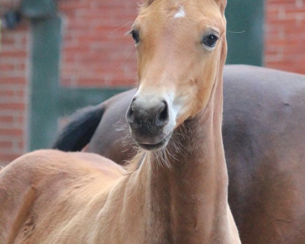 broodmare Glenn Close (Oldenburg, 2014, from Charmeur)