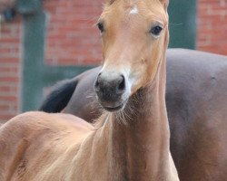 broodmare Glenn Close (Oldenburg, 2014, from Charmeur)