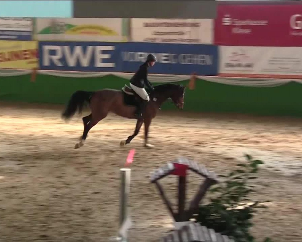 jumper C'est ma Cherie (Holsteiner, 2009, from Contender)