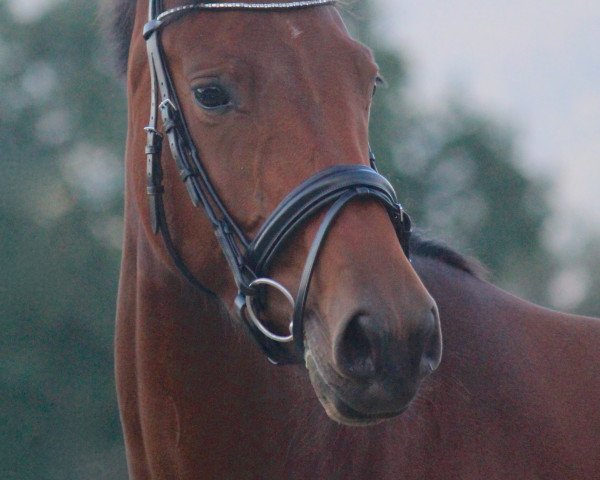 dressage horse Grace Kelly (Oldenburg, 2011, from Belstaff)