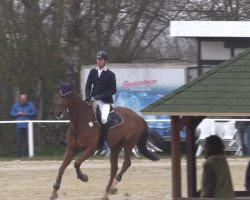 Springpferd Badminton S (Sachse, 2002, von Baba Karam xx)