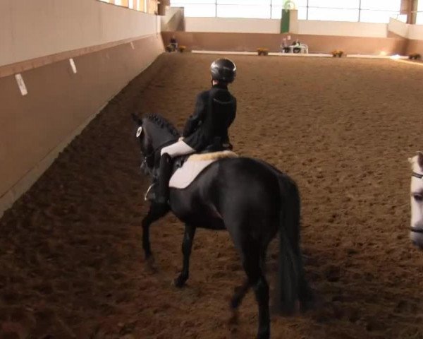dressage horse Marsha (German Riding Pony, 1995, from Maharadschahn ox)