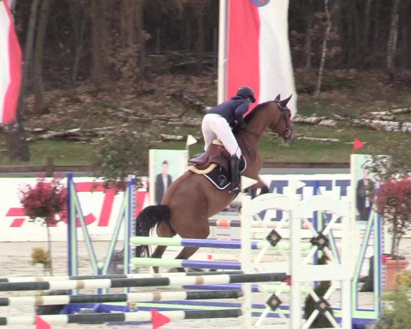 Reitturnier Westergellersen 2021