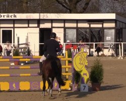 jumper Vulcano (KWPN (Royal Dutch Sporthorse), 2002, from Orlando 270)