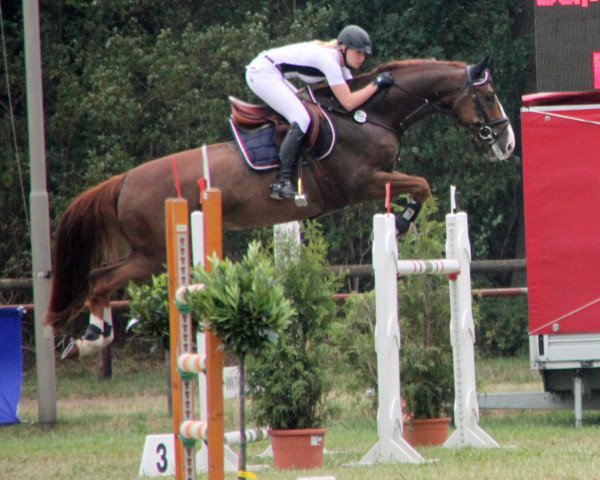 jumper Capetown 4 (German Sport Horse, 2008, from Coeur de Caramel)
