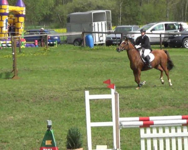 horse Gipsy Queen 14 (German Warmblood, 1994, from Arnabi 1973 ox)