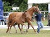 broodmare Santa Edostina (Oldenburg, 2009, from Sir Donnerhall I)