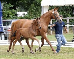 broodmare Santa Edostina (Oldenburg, 2009, from Sir Donnerhall I)