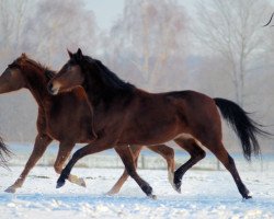 dressage horse Lovely Edina (Oldenburg, 2010, from L'espoir)