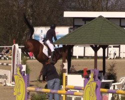 jumper Capitaine de Flobecq (Belgium Sporthorse, 2008, from Catwalk 19)