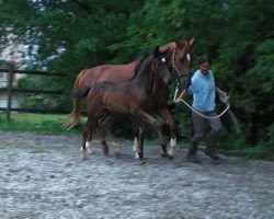 broodmare Fabiana (Oldenburg, 2000, from Attention)