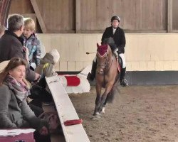 jumper Fenja-Lou (German Sport Horse, 2008, from Limaro M)