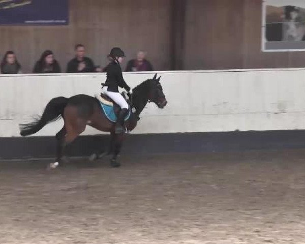 jumper Mirco (German Riding Pony, 1994, from Mylord)