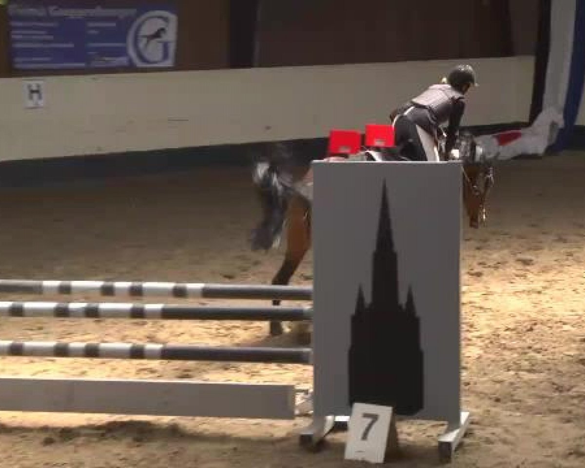 Springpferd Coco Chanel 136 (Deutsches Reitpferd, 2003, von Consens)
