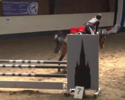 Springpferd Coco Chanel 136 (Deutsches Reitpferd, 2003, von Consens)