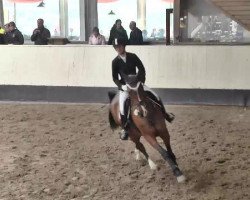 dressage horse Latina 239 (German Warmblood, 2007, from Denekas)