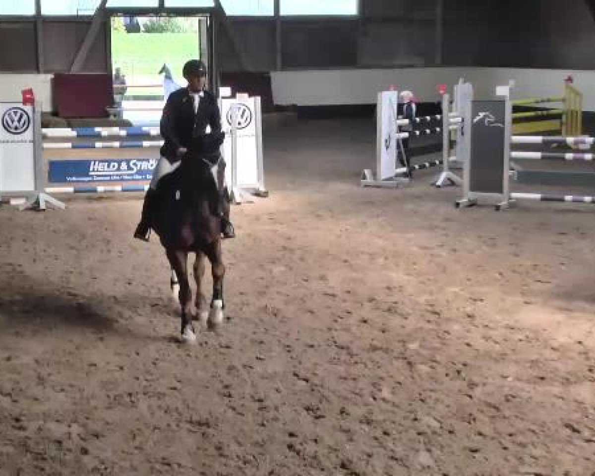 Springpferd Raschid 31 (unbekannt, 2001)