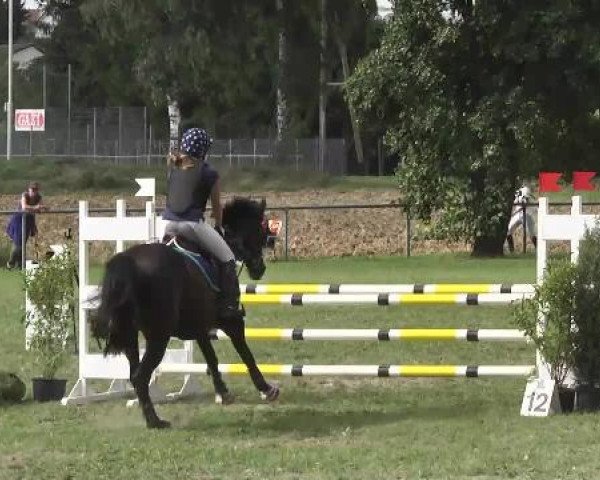 jumper Bumble Bee (Trakehner, 1997, from Sir Chamberlain)