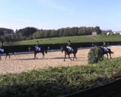 dressage horse Enjoy Ebony (Trakehner, 1998, from Sarafan)