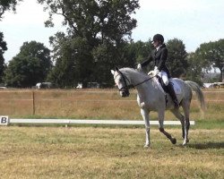 dressage horse Tatami (Trakehner, 1999, from Inster Graditz)