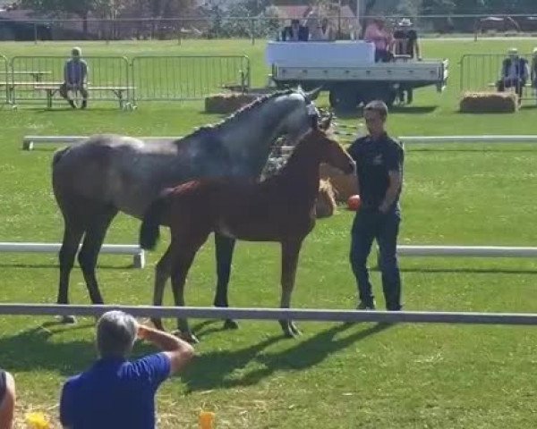 Video of Valentina