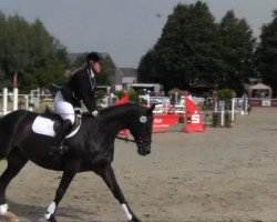 Pferd Talismann 80 (Trakehner, 1998, von Heraldik xx)