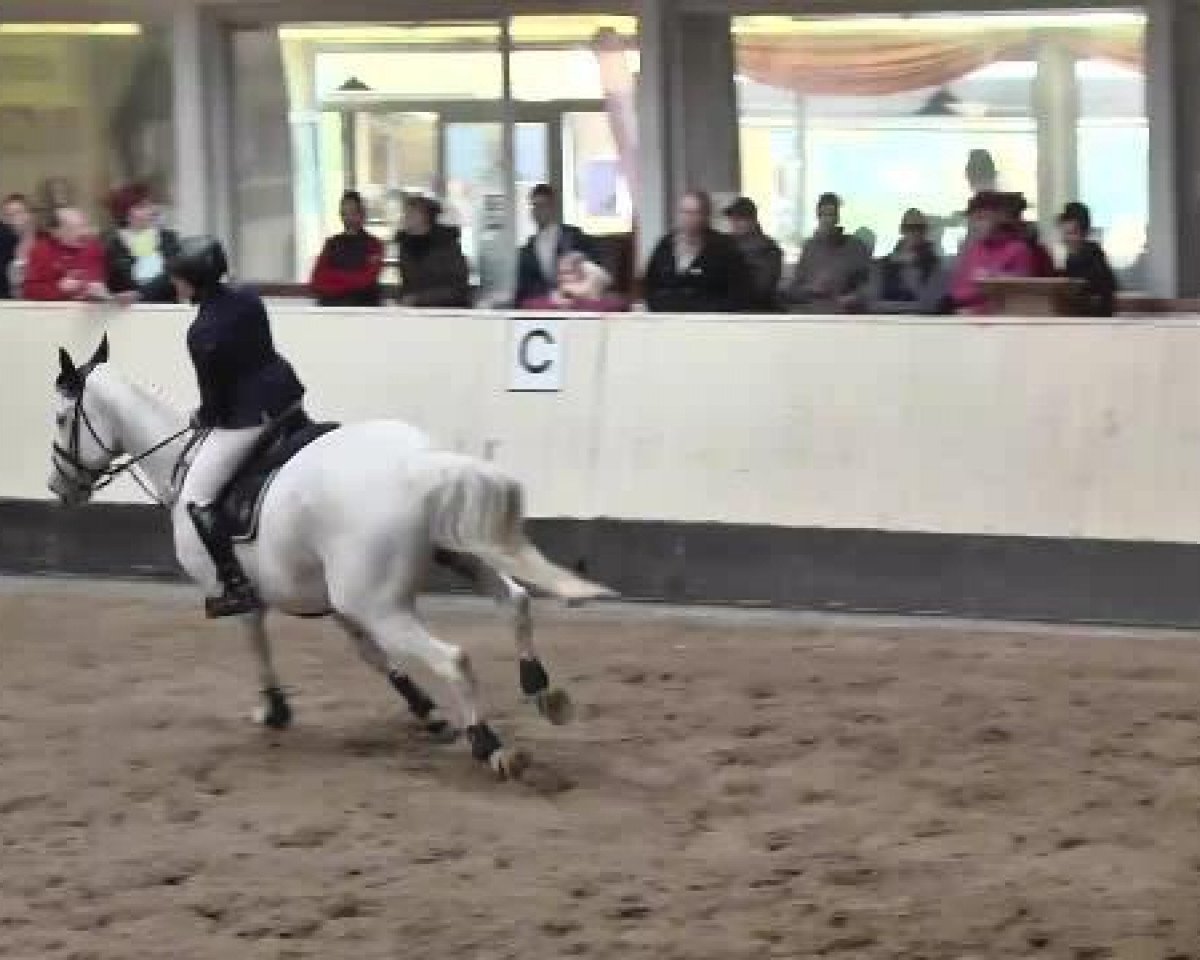 Springpferd Losantos (Oldenburger, 2000, von Looping)