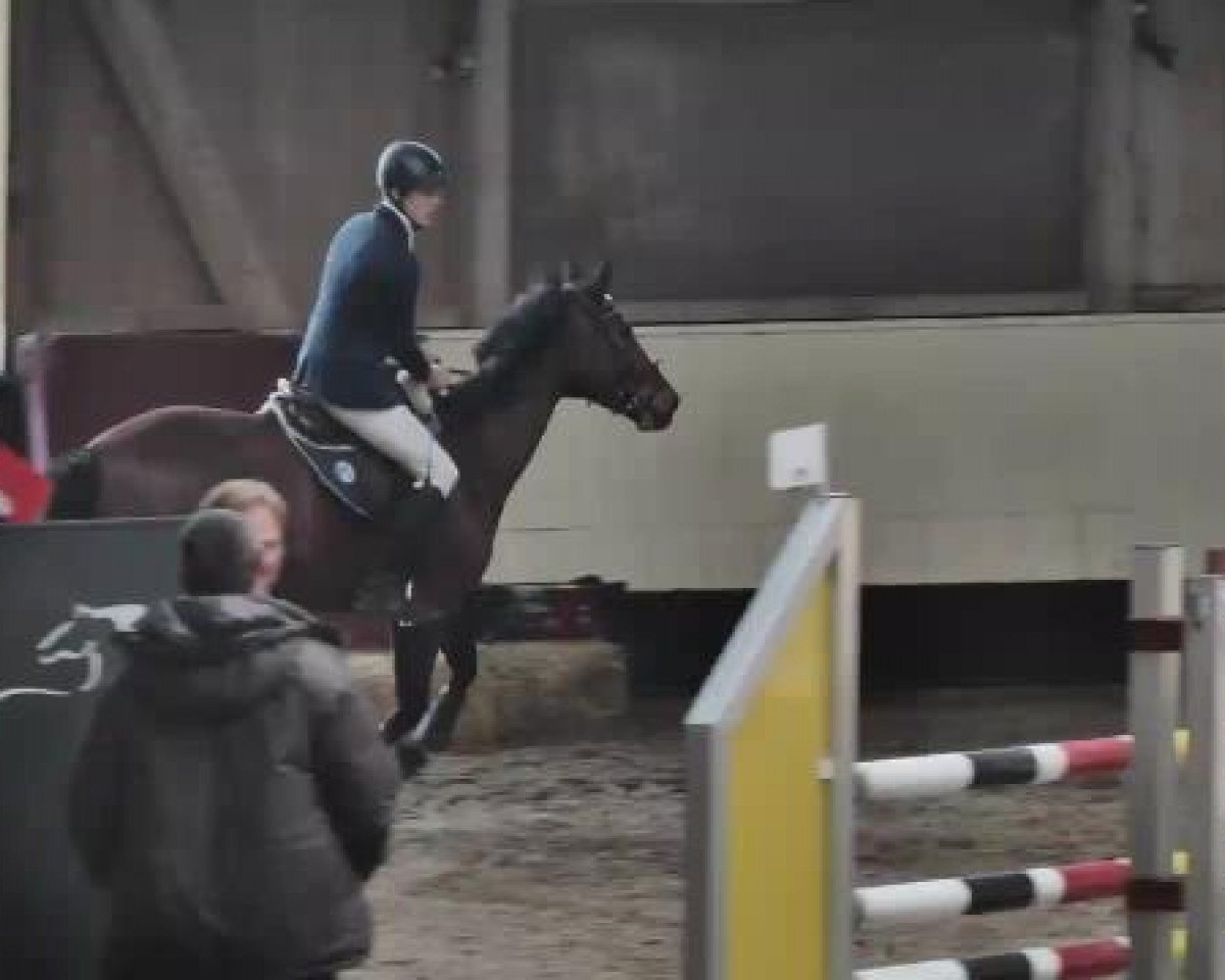 Springpferd Alegra E (Westfale, 2009, von Aerobic TN)