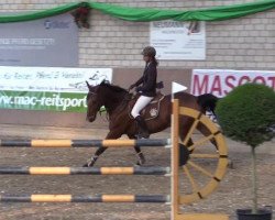 jumper Calido 82 (KWPN (Royal Dutch Sporthorse), 2007, from Hold Up Premier)