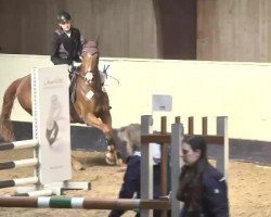 broodmare Chinara (Württemberger, 2004, from Cosino B)