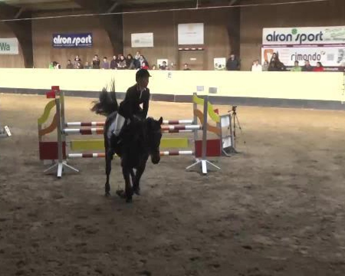 Springpferd Centurio Two (Deutsches Sportpferd, 2009, von Cesari)