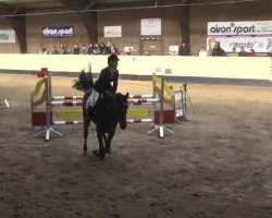 jumper Centurio Two (German Sport Horse, 2009, from Cesari)