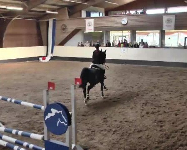 Zuchtstute Lady Gaga 32 (Belgisches Warmblut, 2008, von Londonderry)