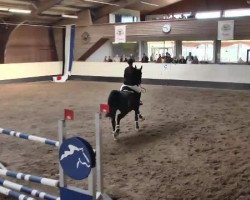 Springpferd Lady Gaga 32 (Belgisches Warmblut, 2008, von Londonderry)