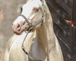 horse Milky Way GF (Deutsches Reitpferd, 2001, from Mascarpone GF)