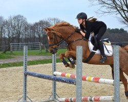 dressage horse Cunning Fox (German Riding Pony, 2004, from Capri Moon)