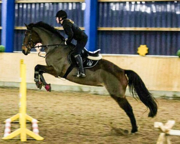 dressage horse Alexa 373 (Sachse, 2001, from Lichtenau)