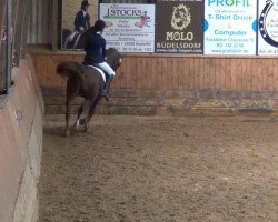 dressage horse May (Arabian thoroughbred,  , from Nahbay ox)