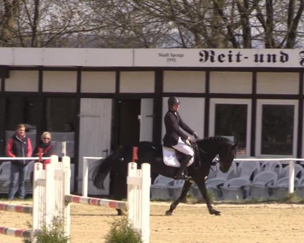 Springpferd Bingo van de Kapel (Belgium Sporthorse, 2007, von Obus Delcour Wisbecq)