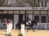 jumper Bingo van de Kapel (Belgium Sporthorse, 2007, from Obus Delcour Wisbecq)